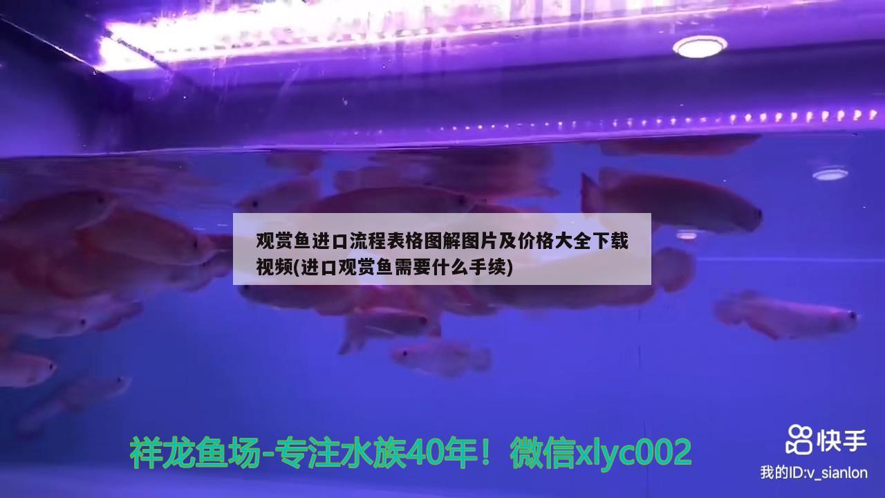 觀賞魚進(jìn)口流程表格圖解圖片及價(jià)格大全下載視頻(進(jìn)口觀賞魚需要什么手續(xù))