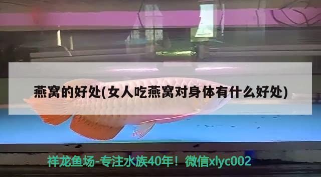 飼養(yǎng)60寬的魚缸能養(yǎng)到多大錦鯉，60寬的魚缸能養(yǎng)到多大錦鯉 野彩魚 第2張