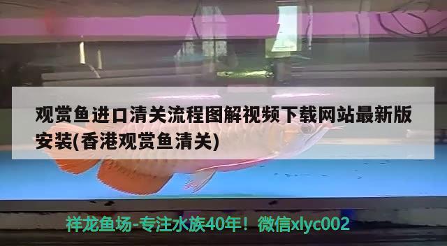 飼養(yǎng)60寬的魚缸能養(yǎng)到多大錦鯉，60寬的魚缸能養(yǎng)到多大錦鯉 野彩魚 第1張