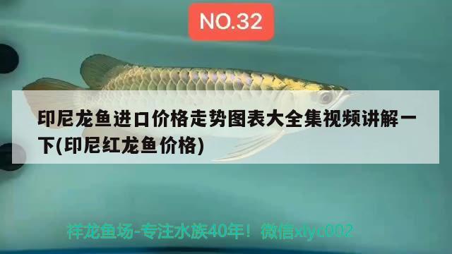 印尼龍魚進口價格走勢圖表大全集視頻講解一下(印尼紅龍魚價格) 印尼紅龍魚