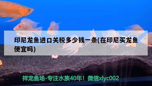 印尼龍魚進口關(guān)稅多少錢一條(在印尼買龍魚便宜嗎) 觀賞魚進出口 第2張