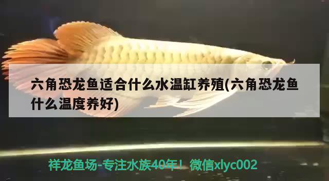 六角恐龍魚適合什么水溫缸養(yǎng)殖(六角恐龍魚什么溫度養(yǎng)好)