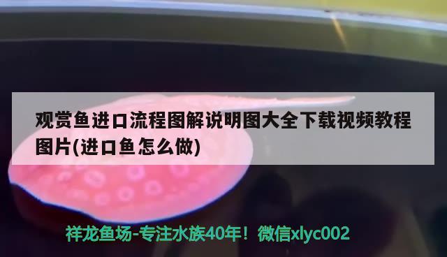 養(yǎng)龍魚的風水講究及注意事項，養(yǎng)銀龍魚的風水講究 魚缸風水 第2張