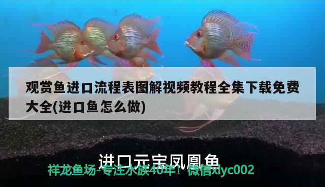 觀賞魚進口流程表圖解視頻教程全集下載免費大全(進口魚怎么做) 觀賞魚進出口