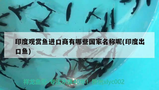 體表沒事吃食正常偶爾蹭缸 白子黃化銀龍魚 第3張