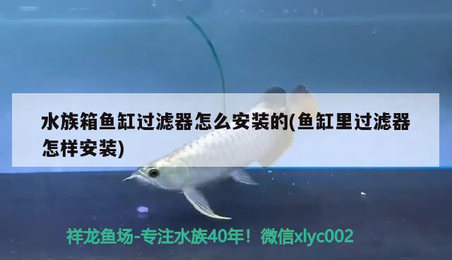 水族箱魚缸過濾器怎么安裝的(魚缸里過濾器怎樣安裝) 魚缸/水族箱