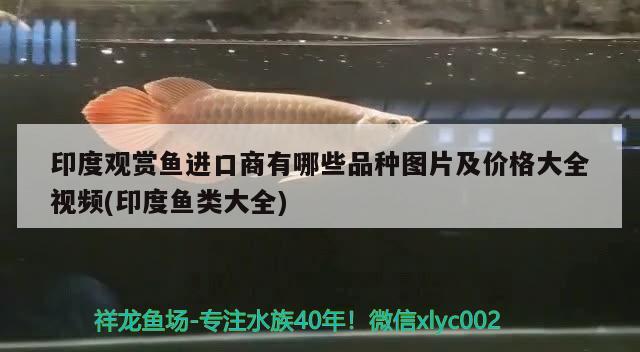 龍魚專用燈不是紫外線燈吧_（龍魚專用燈不是紫外線燈吧嗎） 水族燈（魚缸燈） 第1張