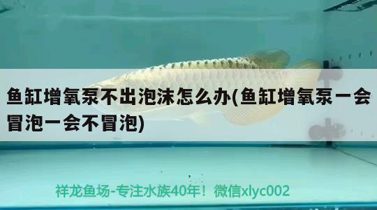 魚缸增氧泵不出泡沫怎么辦(魚缸增氧泵一會冒泡一會不冒泡) 廣州祥龍國際水族貿(mào)易