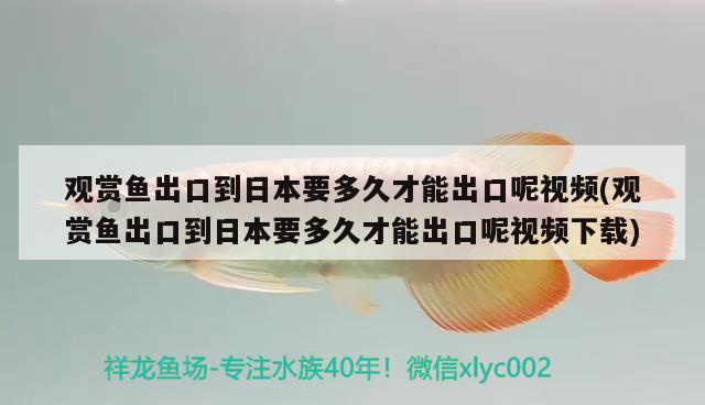 觀賞魚出口到日本要多久才能出口呢視頻(觀賞魚出口到日本要多久才能出口呢視頻下載) 觀賞魚進(jìn)出口