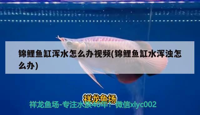 錦鯉魚缸渾水怎么辦視頻(錦鯉魚缸水渾濁怎么辦) 斯維尼關刀魚 第4張