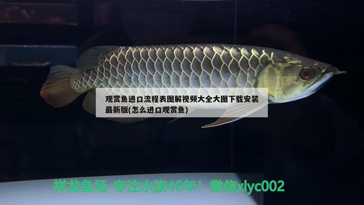 觀(guān)賞魚(yú)進(jìn)口流程表圖解視頻大全大圖下載安裝最新版(怎么進(jìn)口觀(guān)賞魚(yú))