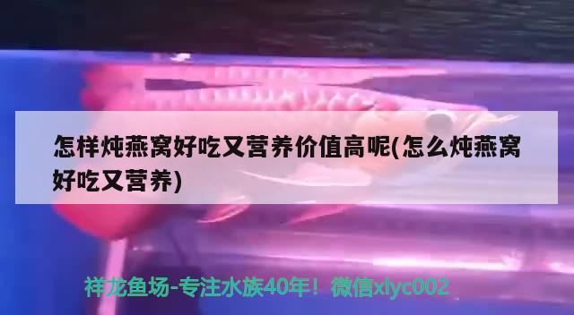 魚(yú)缸在屋里面放哪個(gè)位置好(魚(yú)缸放到屋里哪個(gè)位置最好) 杰西卡恐龍魚(yú)