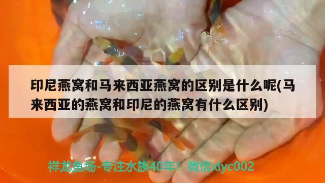 東莞觀賞魚市場新魚缸養(yǎng)龍魚誰知道最好的開缸方法