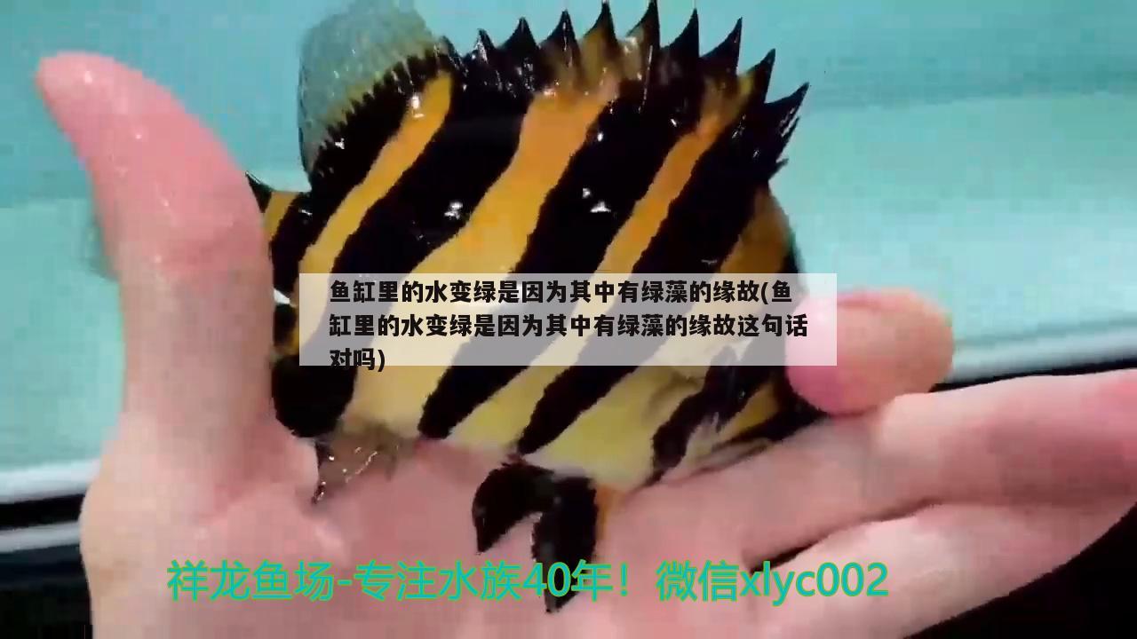 陽臺假山魚池在什么位置好，入戶花園假山魚池風水講究有哪些