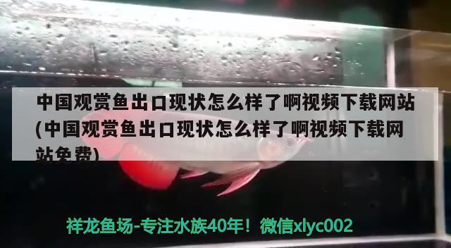 中國觀賞魚出口現(xiàn)狀怎么樣了啊視頻下載網(wǎng)站(中國觀賞魚出口現(xiàn)狀怎么樣了啊視頻下載網(wǎng)站免費(fèi))