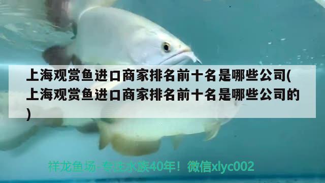 上海觀賞魚進口商家排名前十名是哪些公司(上海觀賞魚進口商家排名前十名是哪些公司的)