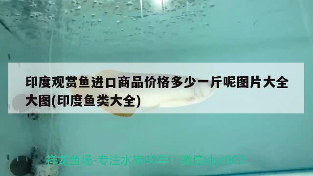 印度觀賞魚進口商品價格多少一斤呢圖片大全大圖(印度魚類大全)