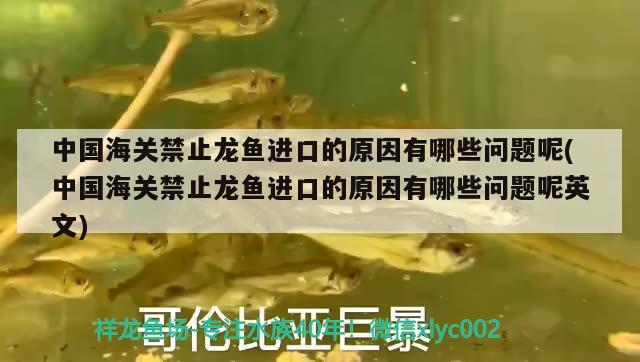 中國海關禁止龍魚進口的原因有哪些問題呢(中國海關禁止龍魚進口的原因有哪些問題呢英文) 觀賞魚進出口