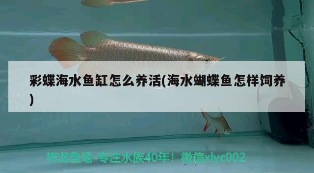 彩蝶海水魚缸怎么養(yǎng)活(海水蝴蝶魚怎樣飼養(yǎng)) 蝴蝶鯉