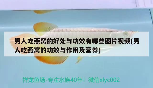 青島賣魚缸的地方在哪個(gè)位置啊最近（青島賣魚缸的地方在哪個(gè)位置啊最近的店） 觀賞魚市場(chǎng)（混養(yǎng)魚） 第3張