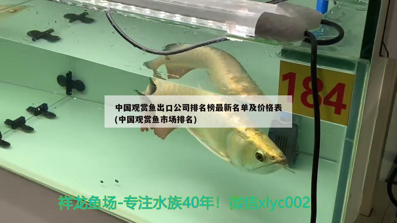 中國觀賞魚出口公司排名榜最新名單及價格表(中國觀賞魚市場排名) 觀賞魚進出口