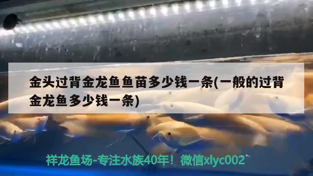 金頭過背金龍魚魚苗多少錢一條(一般的過背金龍魚多少錢一條)