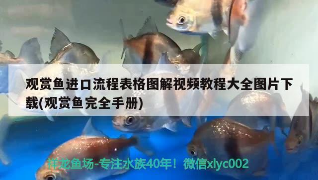 觀賞魚進口流程表格圖解視頻教程大全圖片下載(觀賞魚完全手冊) 觀賞魚進出口