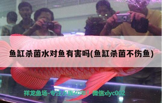 魚缸殺菌水對魚有害嗎(魚缸殺菌不傷魚) 國產(chǎn)元寶鳳凰魚