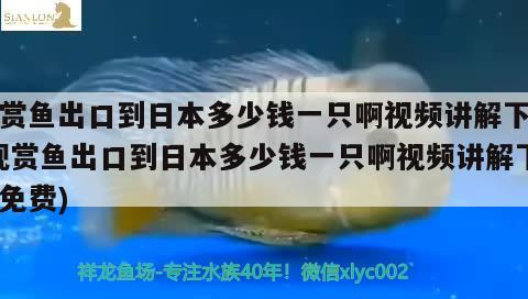 觀賞魚出口到日本多少錢一只啊視頻講解下載(觀賞魚出口到日本多少錢一只啊視頻講解下載免費)