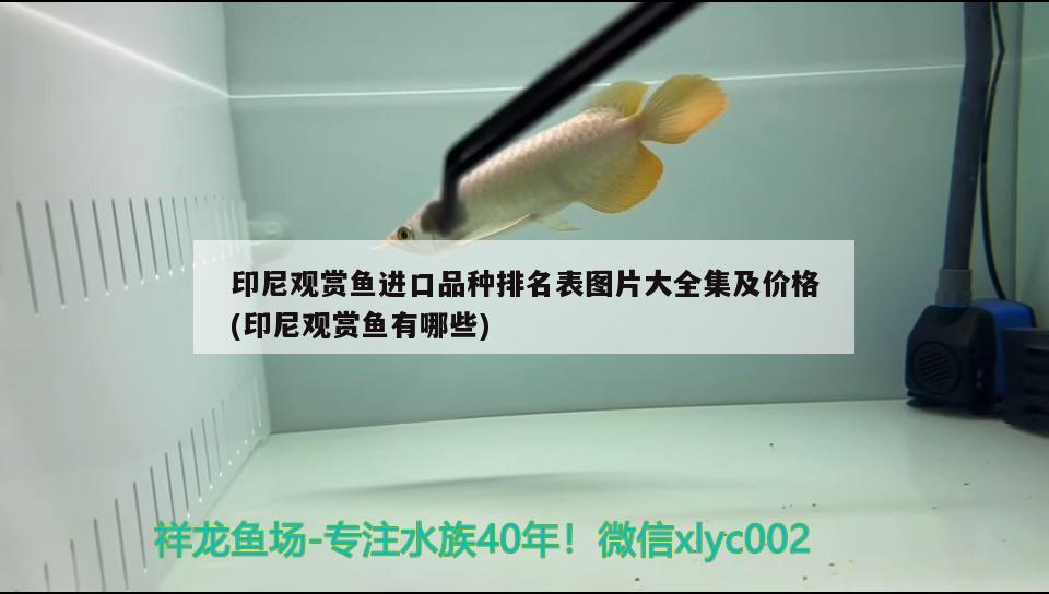 墨衣錦鯉圖片，墨衣錦鯉圖片大全 肺魚 第4張