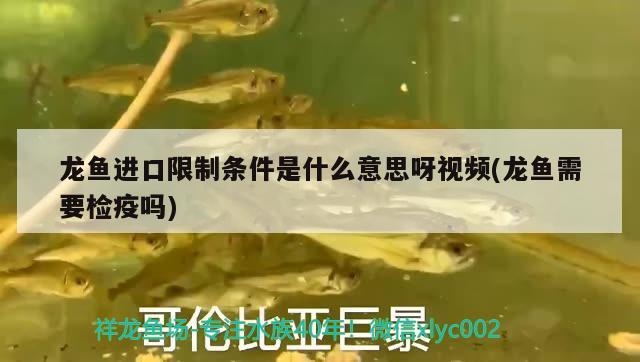 青島水族批發(fā)市場(chǎng)在哪里啊多少錢(qián)（重慶水族批發(fā)市場(chǎng)在哪里）