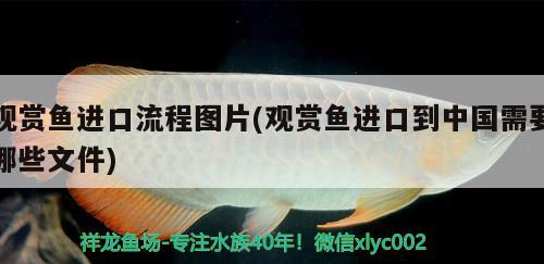 觀賞魚進(jìn)口流程圖片(觀賞魚進(jìn)口到中國需要哪些文件)