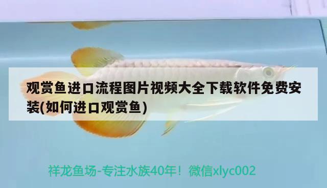 觀賞魚(yú)進(jìn)口流程圖片視頻大全下載軟件免費(fèi)安裝(如何進(jìn)口觀賞魚(yú)) 觀賞魚(yú)進(jìn)出口