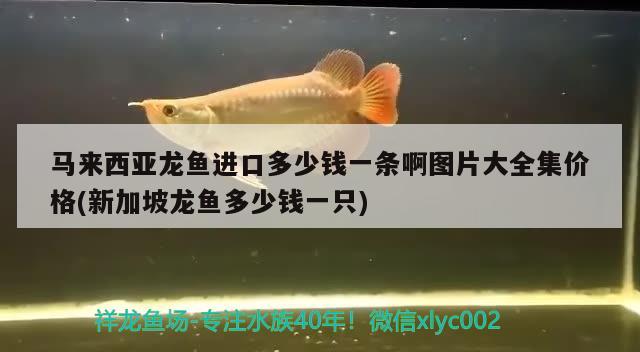 鸚鵡魚在魚缸底部游（為什么迷你鸚鵡總在缸底） 鸚鵡魚 第1張