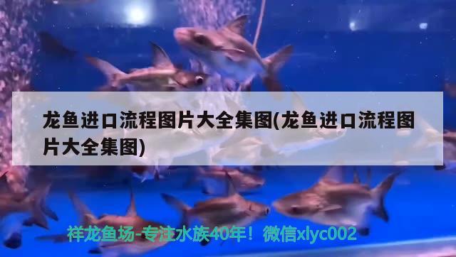 金魚暗示什么，，金魚暗示什么