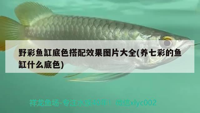 野彩魚缸底色搭配效果圖片大全(養(yǎng)七彩的魚缸什么底色) 野彩魚