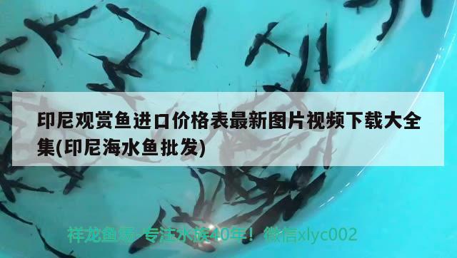 印尼觀賞魚進(jìn)口價(jià)格表最新圖片視頻下載大全集(印尼海水魚批發(fā)) 觀賞魚進(jìn)出口