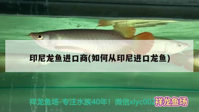 印尼龍魚進口商(如何從印尼進口龍魚) 觀賞魚進出口