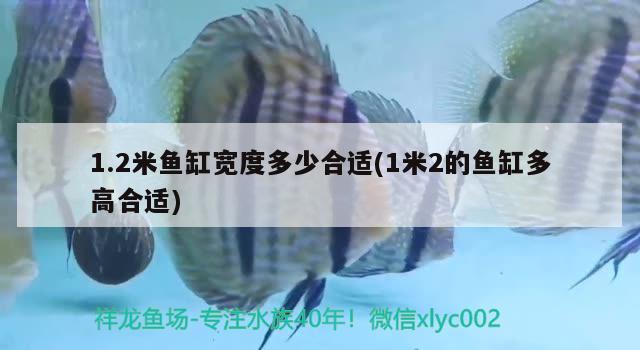 1.2米魚(yú)缸寬度多少合適(1米2的魚(yú)缸多高合適) 古典過(guò)背金龍魚(yú) 第2張