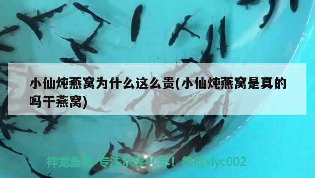 小泰虎跑的挺快 泰國虎魚 第2張