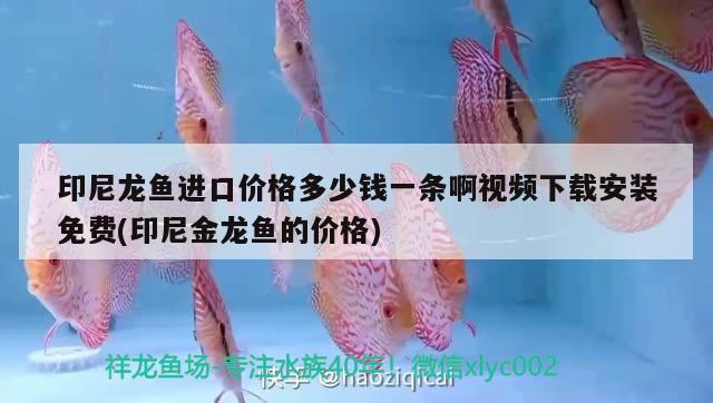 印尼龍魚進(jìn)口價(jià)格多少錢一條啊視頻下載安裝免費(fèi)(印尼金龍魚的價(jià)格)