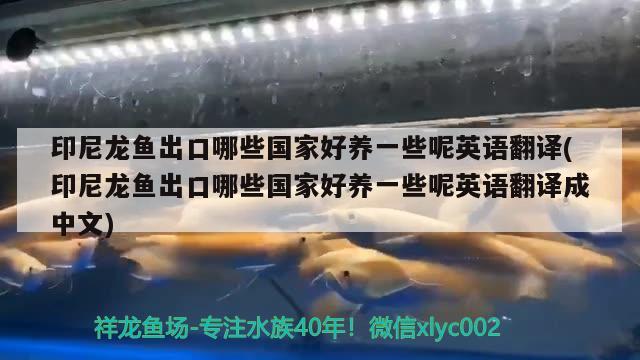 印尼龍魚出口哪些國家好養(yǎng)一些呢英語翻譯(印尼龍魚出口哪些國家好養(yǎng)一些呢英語翻譯成中文) 觀賞魚進(jìn)出口 第1張