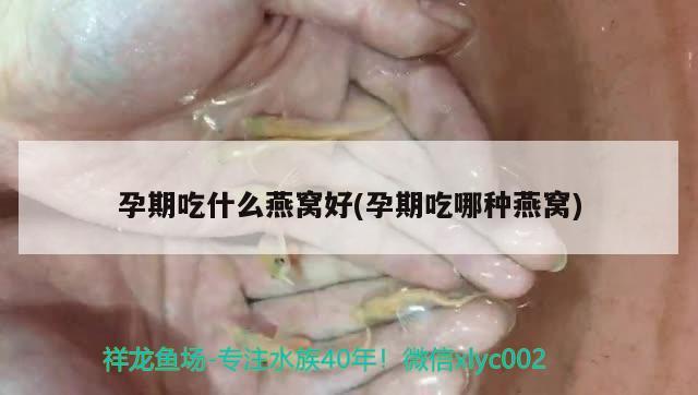 孕期吃什么燕窩好(孕期吃哪種燕窩) 馬來西亞燕窩