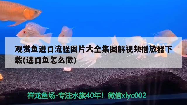 觀賞魚(yú)進(jìn)口流程圖片大全集圖解視頻播放器下載(進(jìn)口魚(yú)怎么做) 觀賞魚(yú)進(jìn)出口