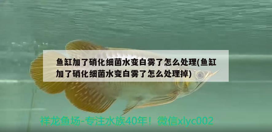 魚缸加了硝化細菌水變白霧了怎么處理(魚缸加了硝化細菌水變白霧了怎么處理掉) 硝化細菌