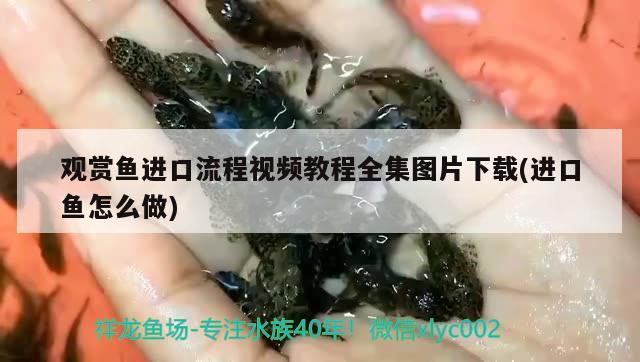 觀賞魚進(jìn)口流程視頻教程全集圖片下載(進(jìn)口魚怎么做) 觀賞魚進(jìn)出口