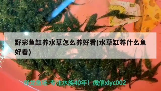 泰國金花幻彩羅漢魚苗和彩虹金花羅漢魚的區(qū)別是什么 泰國虎魚（泰虎） 第2張