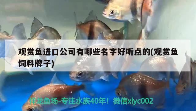 觀賞魚進口公司有哪些名字好聽點的(觀賞魚飼料牌子) 觀賞魚進出口