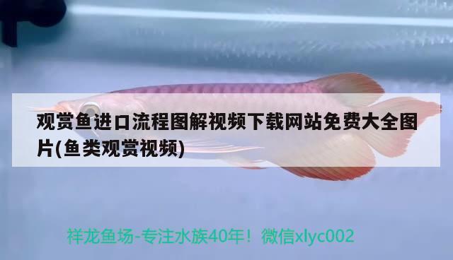 觀賞魚進口流程圖解視頻下載網(wǎng)站免費大全圖片(魚類觀賞視頻) 觀賞魚進出口