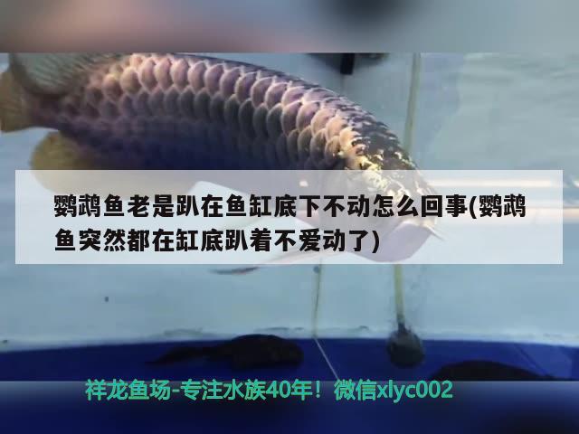 鸚鵡魚老是趴在魚缸底下不動(dòng)怎么回事(鸚鵡魚突然都在缸底趴著不愛(ài)動(dòng)了) 鸚鵡魚